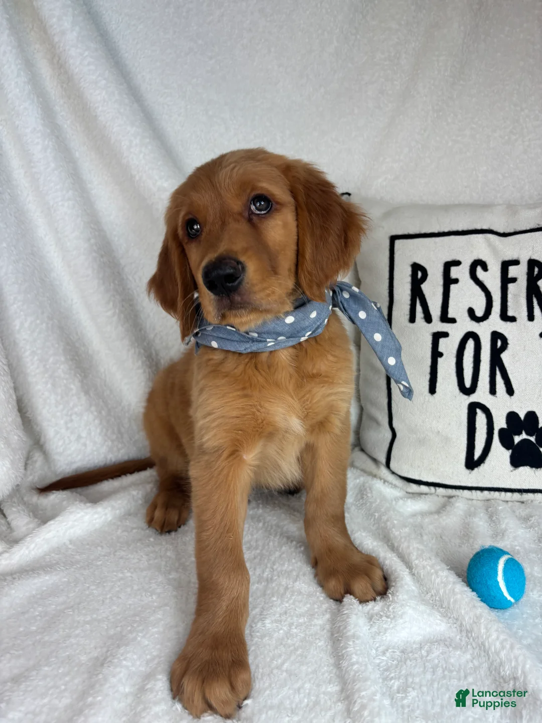 Golden Retriever dogs for sale: Gunner - Ad 2