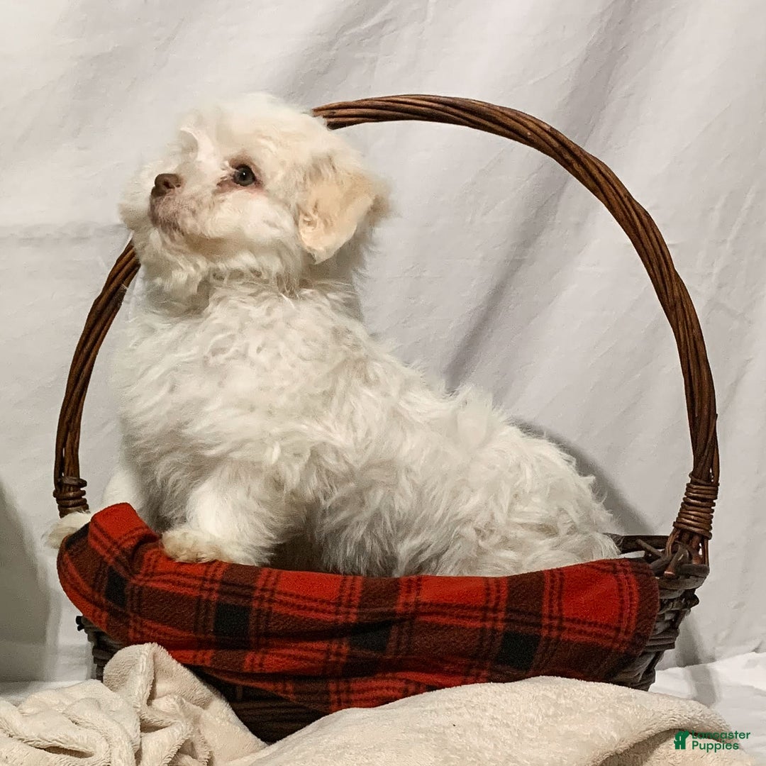 Havanese dogs for sale: Ollie - Ad 5