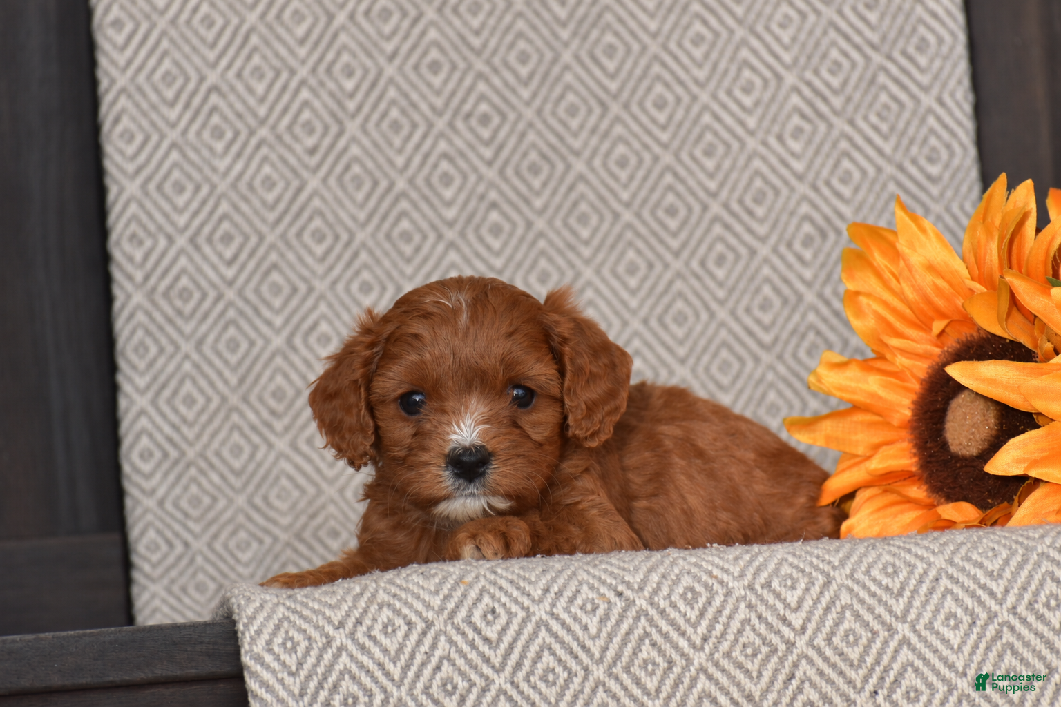 Cavapoo dogs Anna - Ad 1