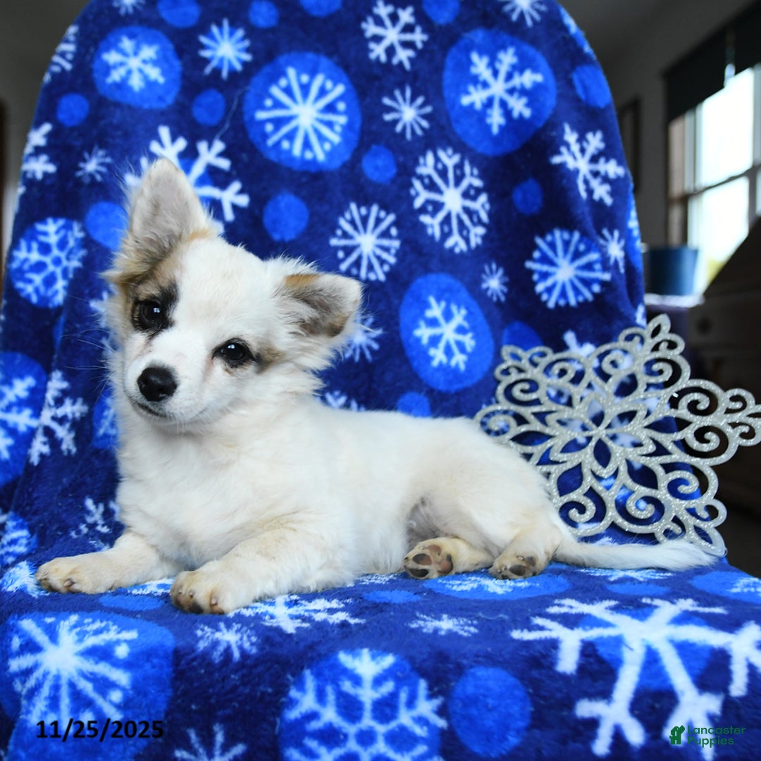 Chihuahua dogs for sale: Comet - Ad 1