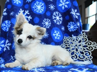 Chihuahua dogs Comet - Ad 5