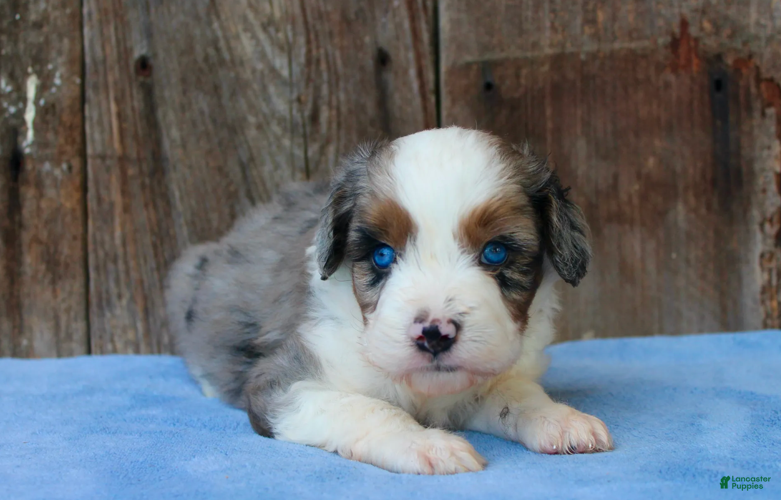 Aussiedoodle dogs Kami - Ad 1