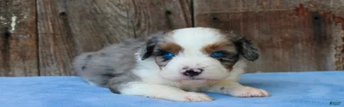 Kami