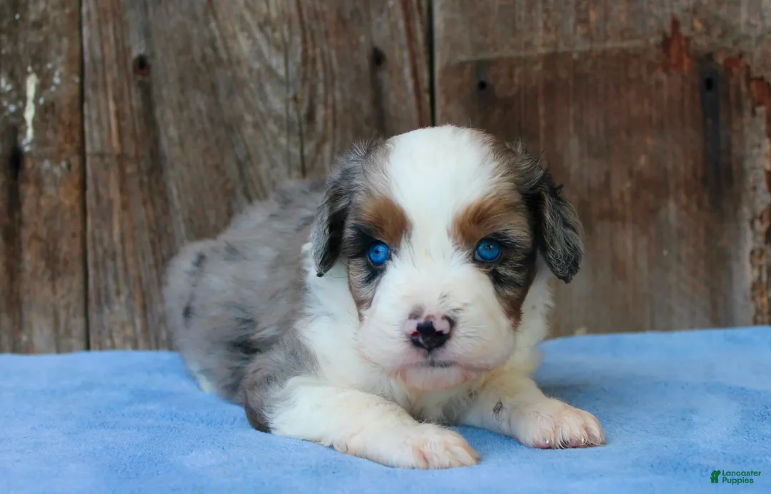 Aussiedoodle dogs for sale: Kami - Ad 1