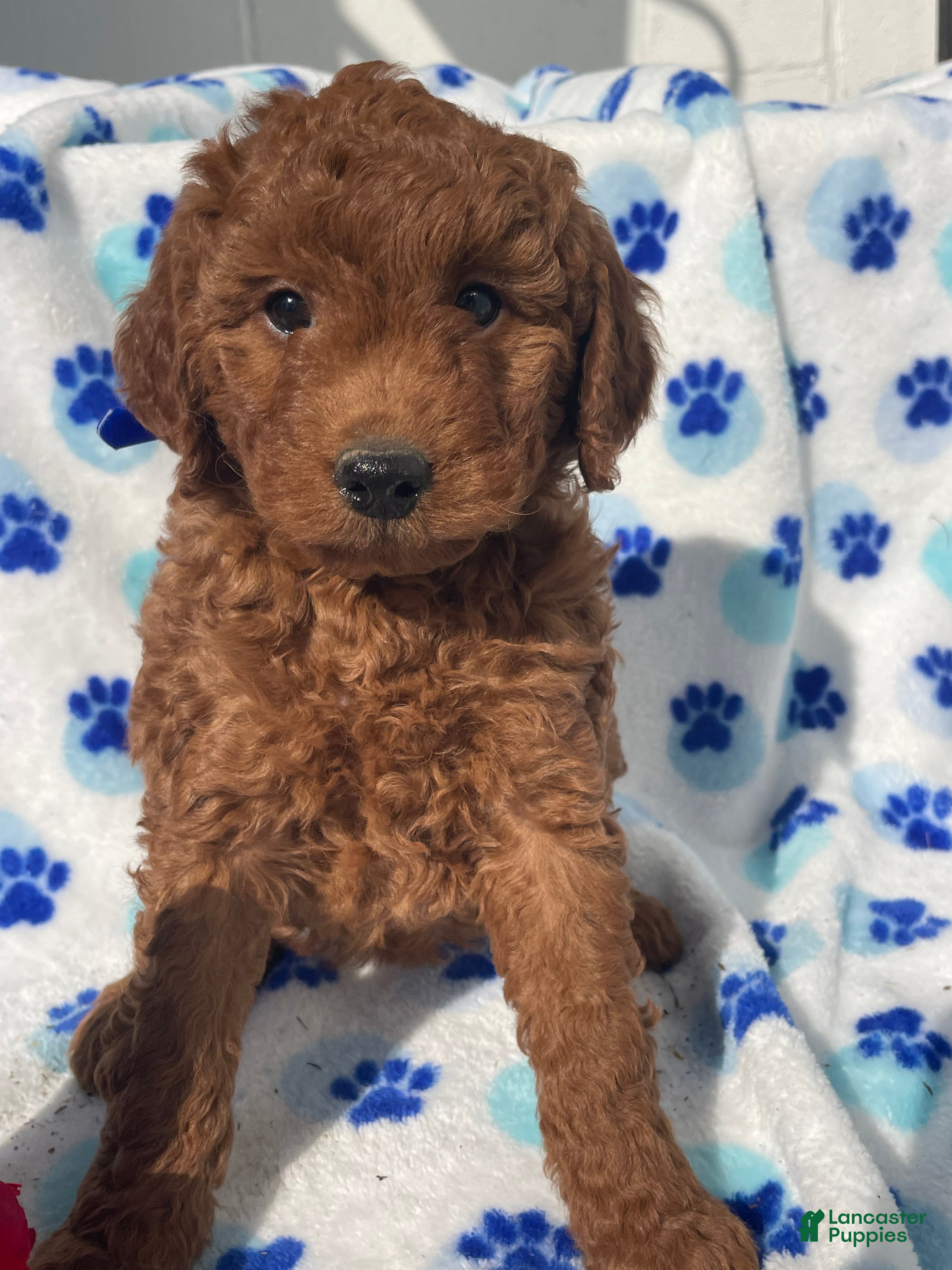 Mini Goldendoodle dogs Pearl - Ad 36