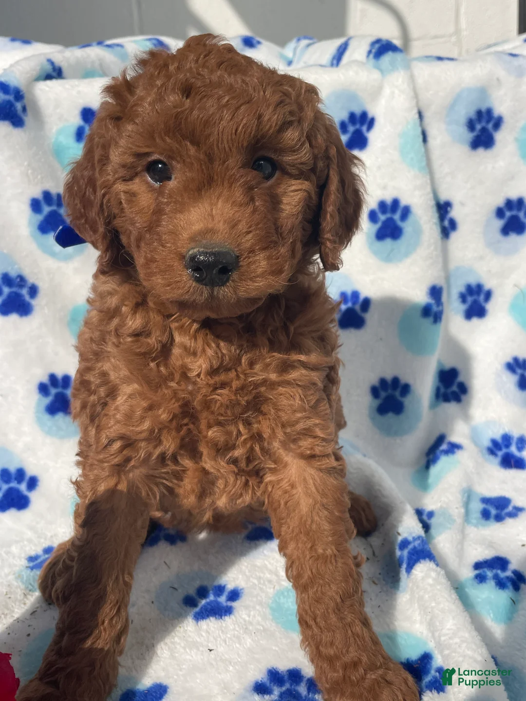 Mini Goldendoodle dogs for sale: Pearl - Ad 1