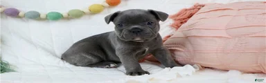 French Bulldog 4