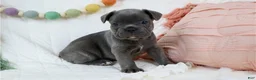 French Bulldog dogs for sale: French Bulldog 4 - Ad 1
