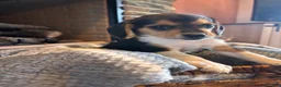 Beagle dogs for sale: Luna - Ad 3