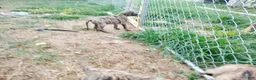 Great Dane dogs for sale: Great Dane 9 - Ad 3