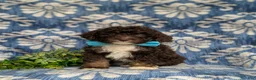Mini Bernedoodle dogs for sale: Quenton Hypoallergenic - Ad 3