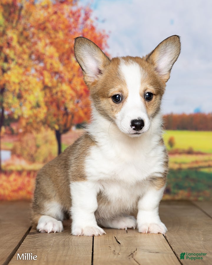 Welsh Corgi Pembroke dogs for sale: Millie - Ad 2
