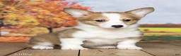 Welsh Corgi Pembroke dogs for sale: Millie - Ad 2