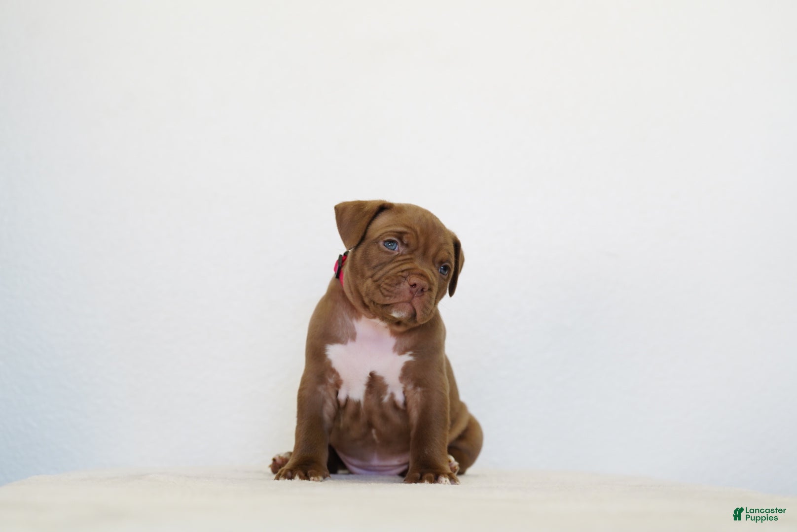 American Bully dogs American Bully 6 - Ad 2