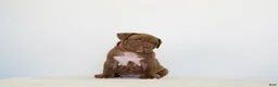 American Bully dogs for sale: American Bully 6 - Ad 2