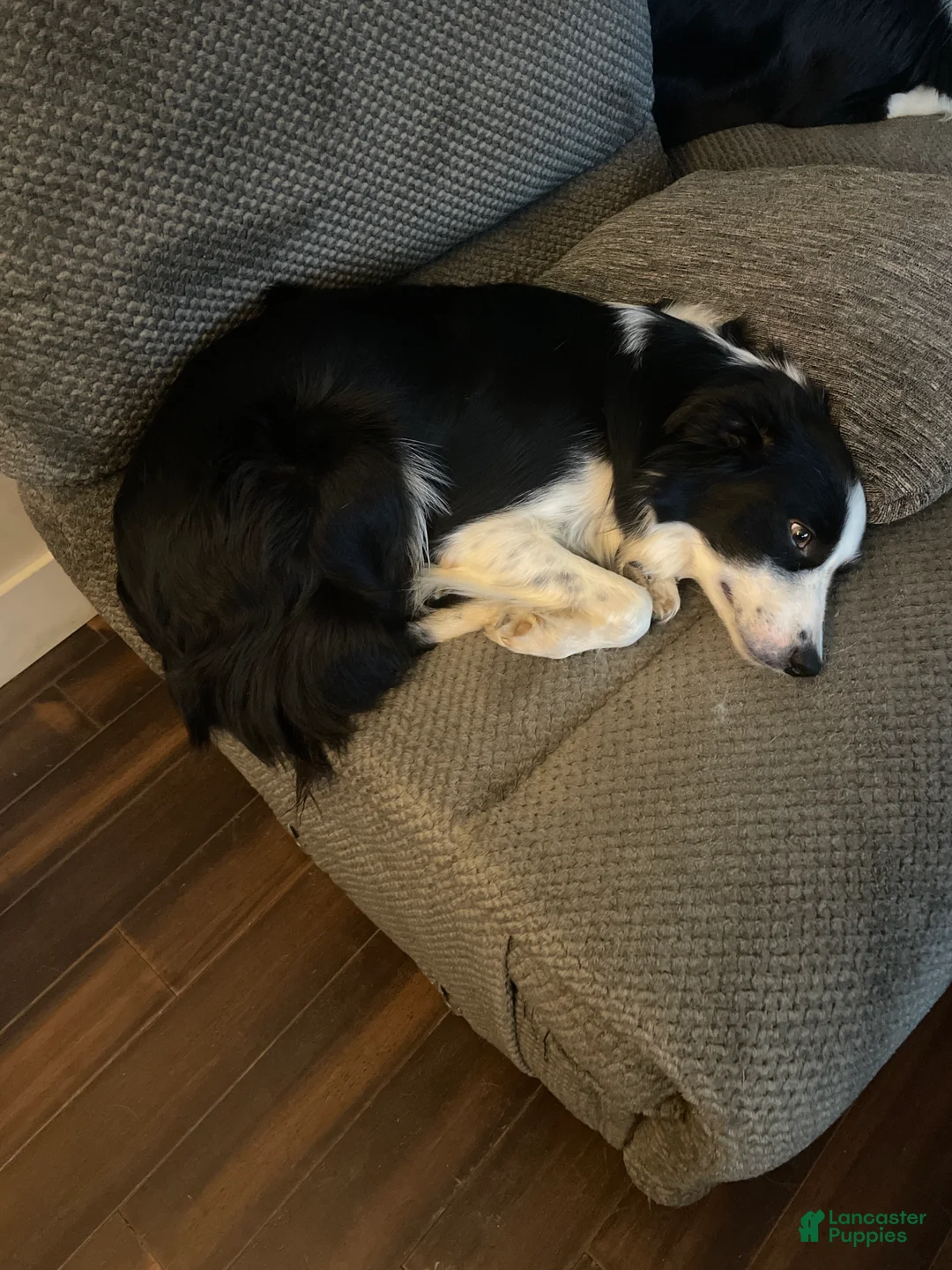 Border Collie dogs for sale: Mikey - Ad 2