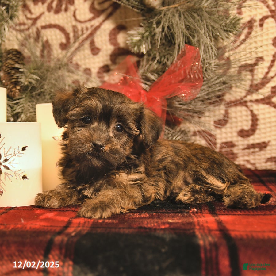 Shorkie dogs Angle     - Ad 10