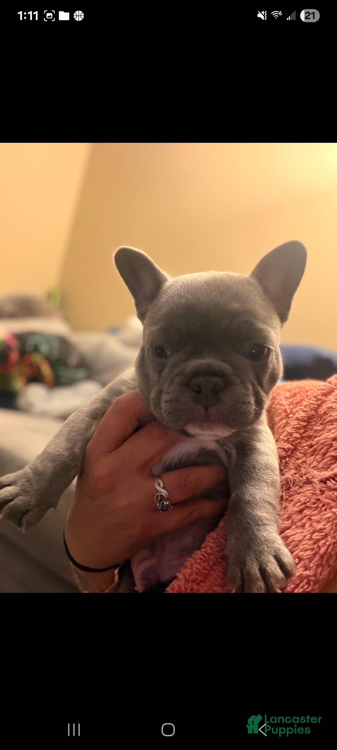 French Bulldog dogs for sale: Kacey - Ad 1