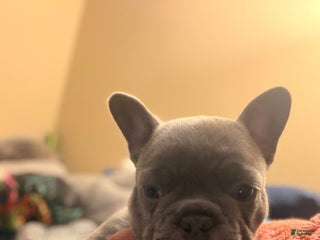 French Bulldog dogs Kacey - Ad 13