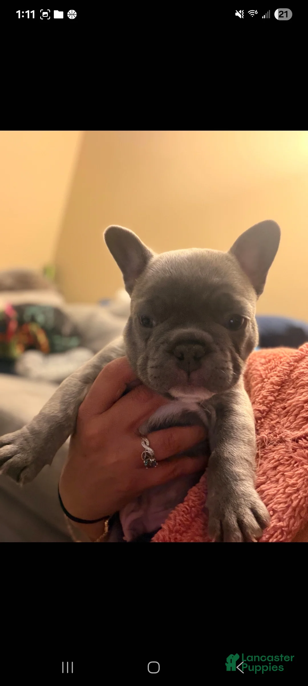 French Bulldog dogs for sale: Stormy - Ad 7