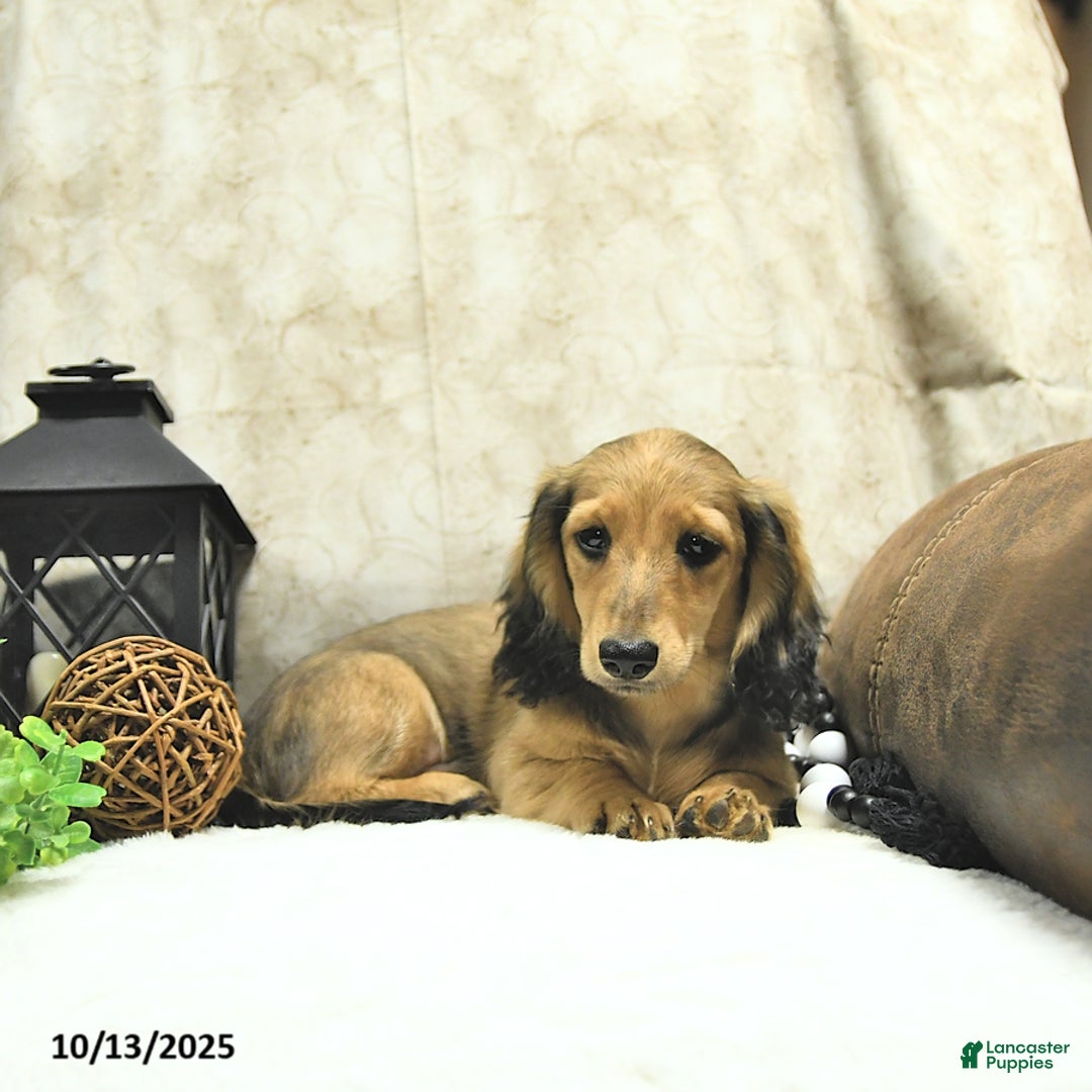 Miniature Dachshund dogs for sale: Fredrick - Ad 2