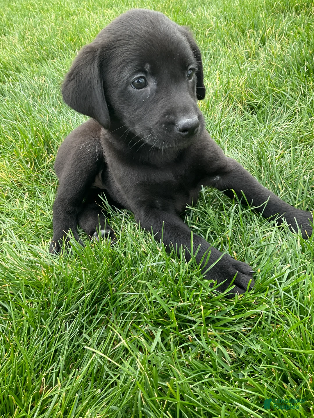 Labrador Retriever dogs for sale: Gracie - Ad 2