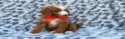 Mini Goldendoodle dogs for sale: Lawton - Ad 8