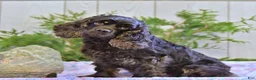 Cocker Spaniel dogs for sale: Randall - Ad 6