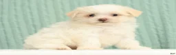 Pomapoo dogs for sale: Peanut - Ad 3