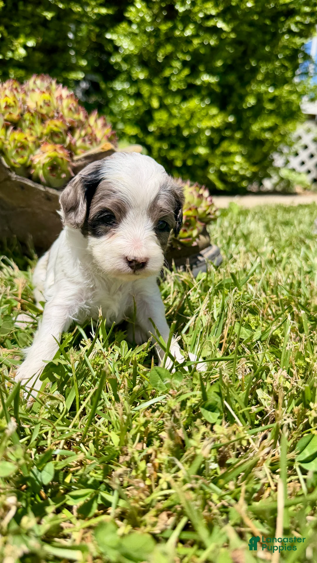Cavapoo dogs for sale: Zeke - Ad 4
