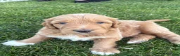 Goldendoodle dogs for sale: Benny - Ad 4