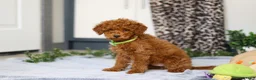 Mini Goldendoodle dogs for sale: Mitch - Ad 2