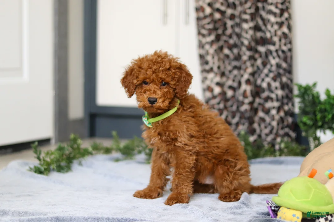 Mini Goldendoodle dogs for sale: Mitch - Ad 2