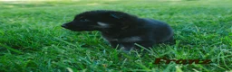 Mixed Breed dogs for sale: Franz - Ad 2