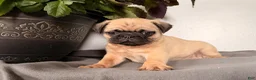 Pug dogs for sale: Pippy - Ad 3
