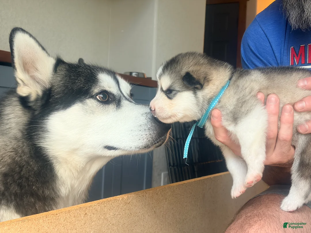 Mixed Breed dogs for sale: Mr Blue - Ad 2