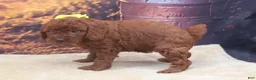 Miniature Poodle dogs for sale: Ember - Ad 3