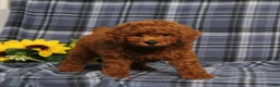 Miniature Poodle dogs for sale: Colton - Ad 4