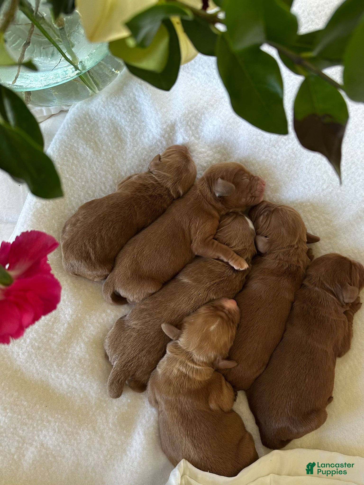 Australian Labradoodle dogs for sale: Cove - Ad 4