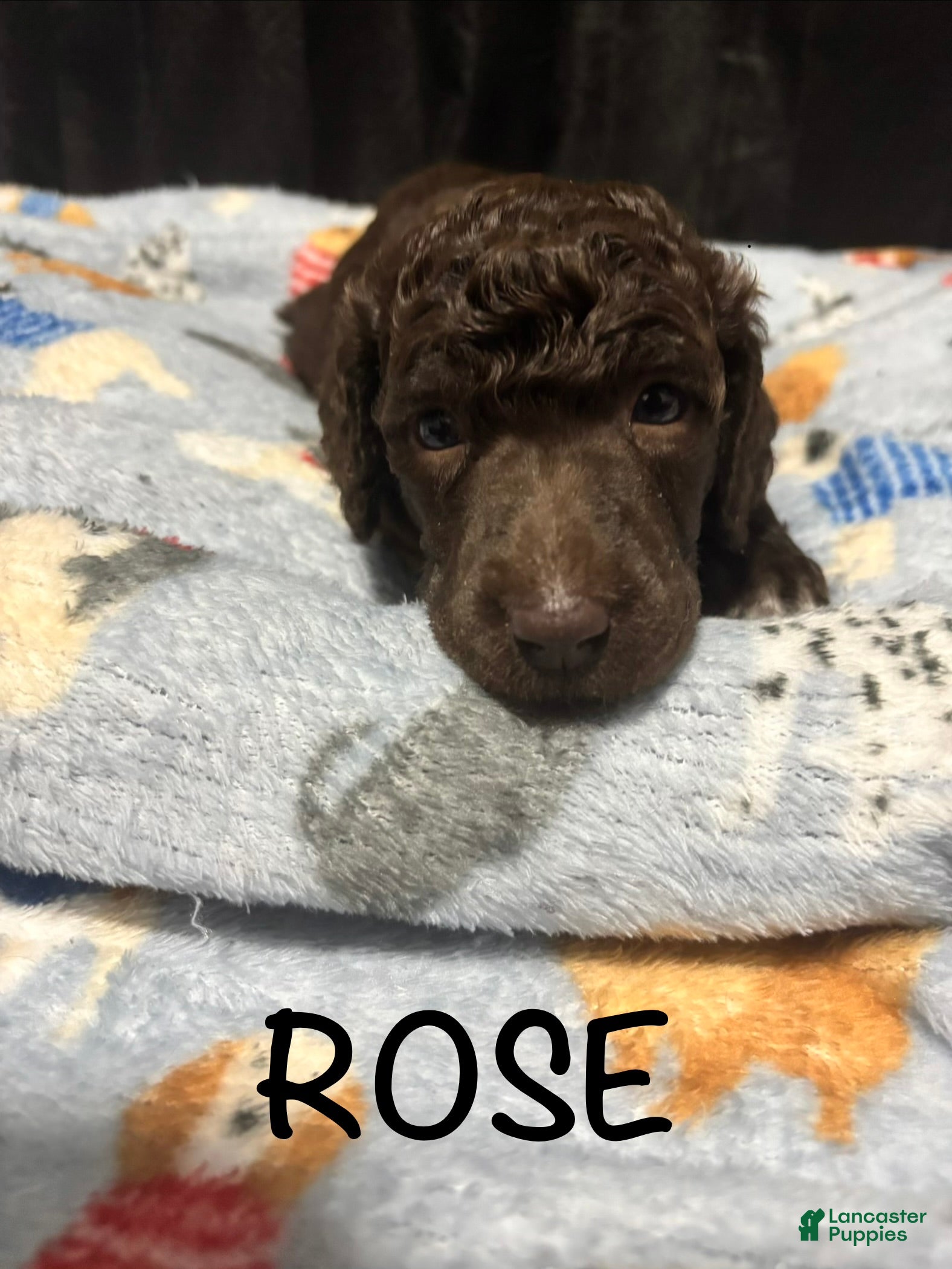 Standard Poodle dogs Standard Poodle Puppy 5 - Ad 17