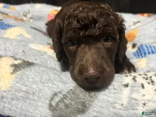 Standard Poodle dogs Standard Poodle Puppy 5 - Ad 17