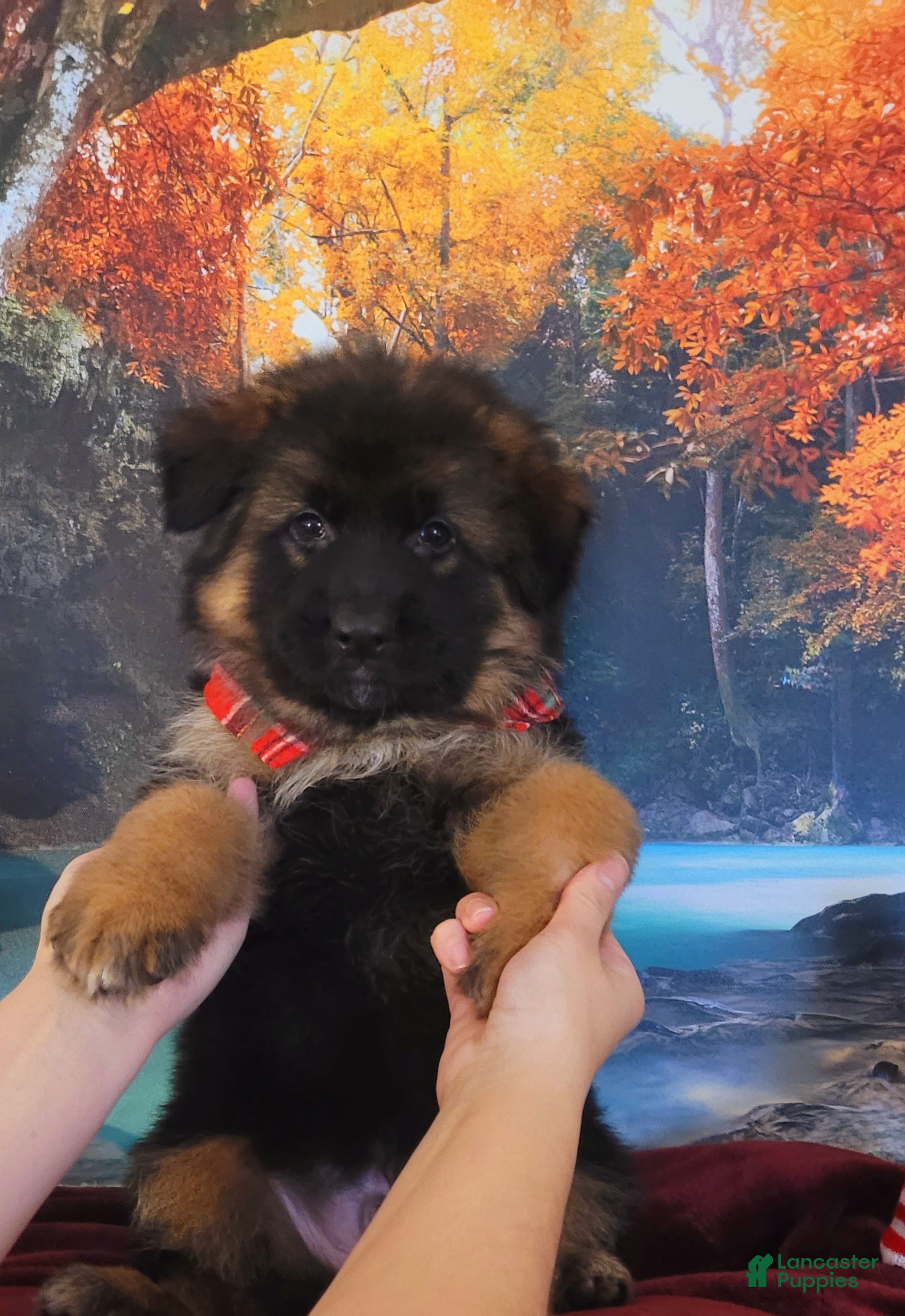 German Shepherd dogs Dasher - Ad 35