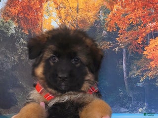 German Shepherd dogs Dasher - Ad 35