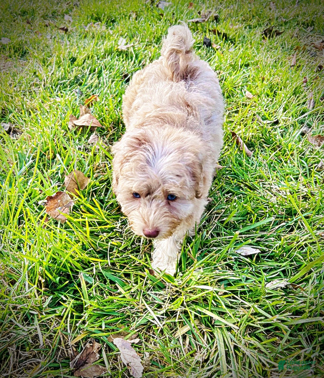 Havapoo dogs for sale: Willow - Ad 6