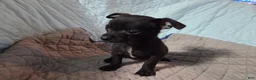 Chihuahua dogs for sale: Tim - Ad 7