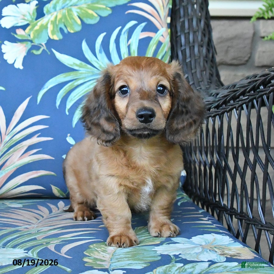 Miniature Dachshund dogs Rusty - Ad 2
