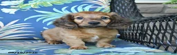Miniature Dachshund dogs for sale: Rusty - Ad 2