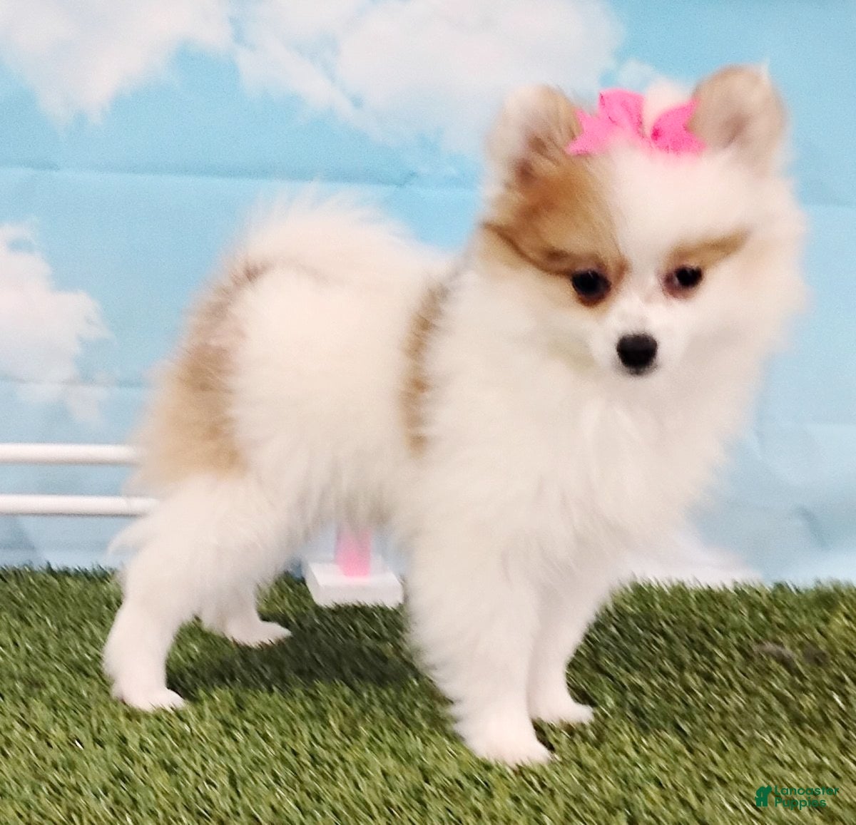 Pomeranian dogs Sunny - Ad 2