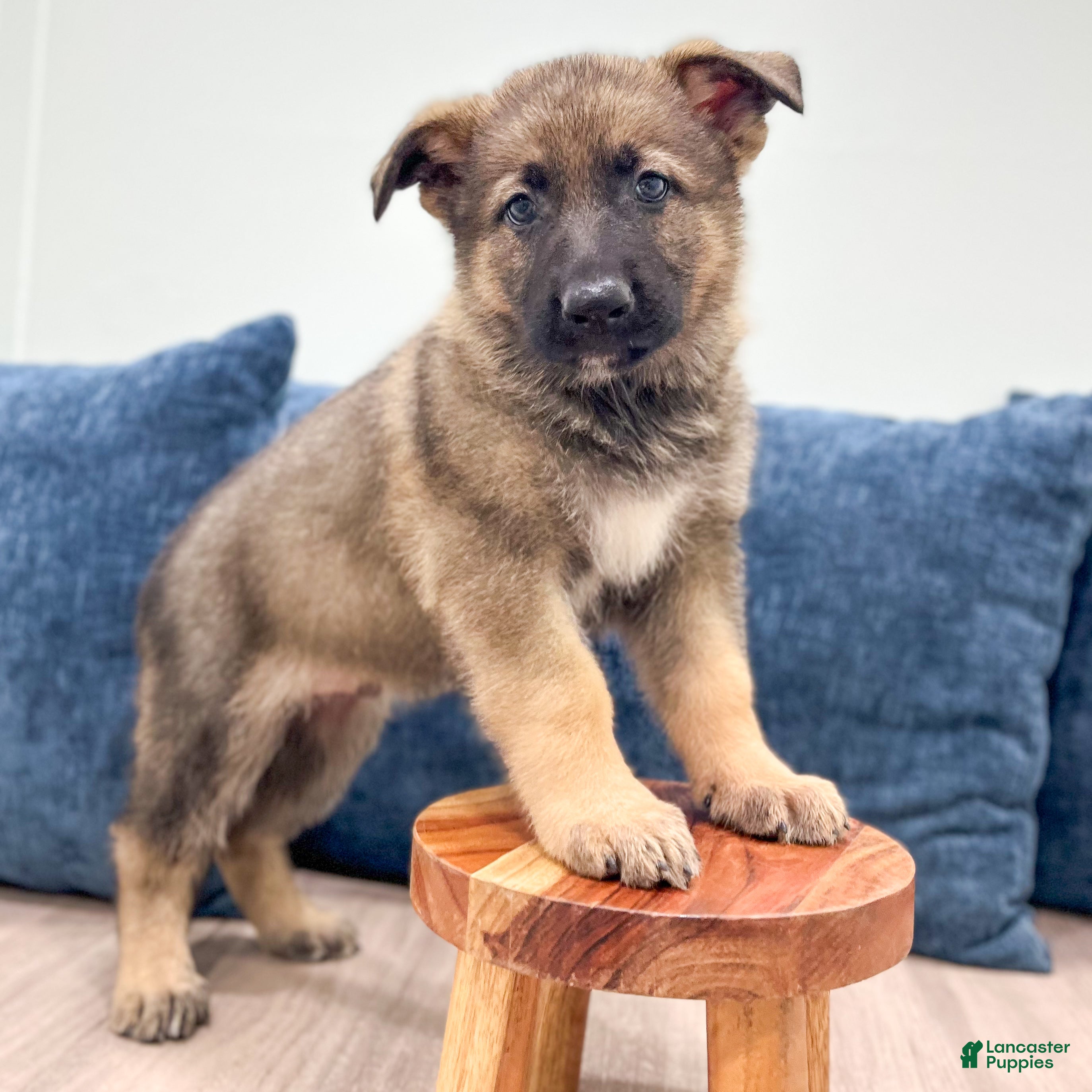 German Shepherd dogs Moby - Ad 2
