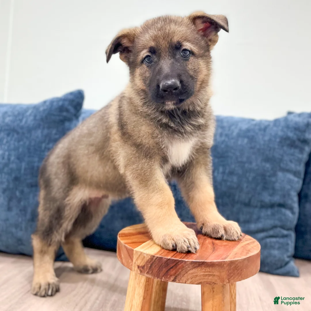 German Shepherd dogs for sale: Moby - Ad 2